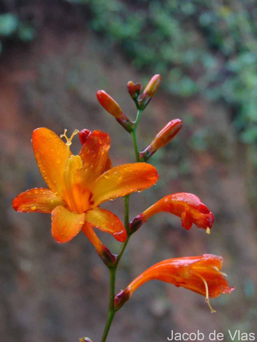 Crocosmia × crocosmiiflora (Lemoine) N.E.Br.